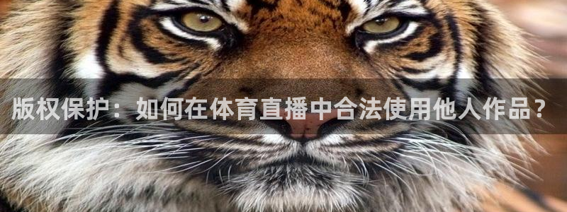 山猫直播在线观看视频：版权保护：如何在体育直播中合法使用他人作品？