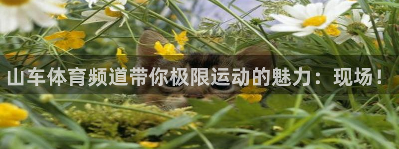 山猫体育平台：山车体育频道带你极限运动的魅力：现场！