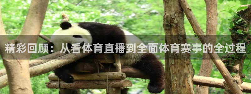 山猫体育赛事直播免费观看：精彩回顾：从看体育直播到全面体育赛事的全过程